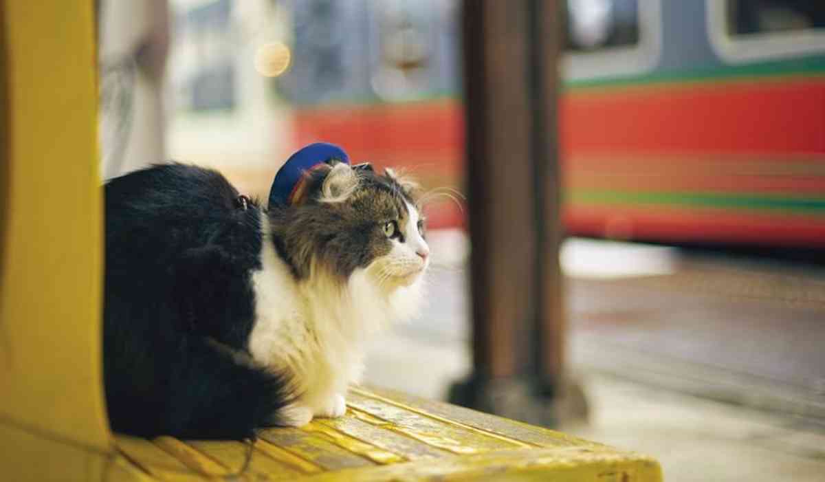 vận chuyển chó mèo bằng tàu hỏa