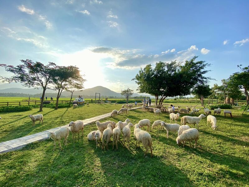 Đồng Cừu Suối Tiên Nha Trang
