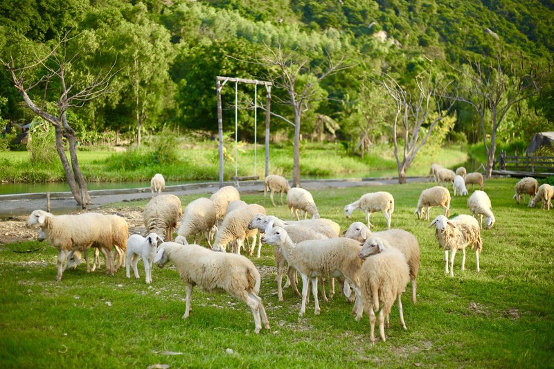 Đồng Cừu Suối Tiên Nha Trang