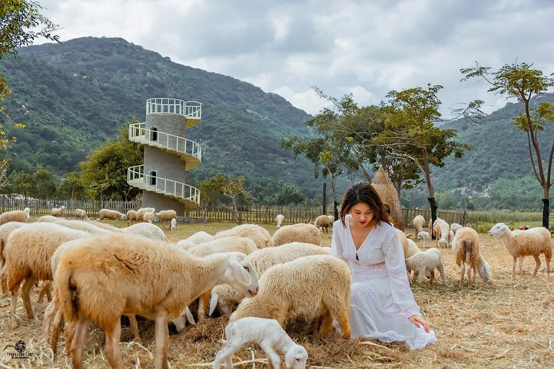 Đồng cừu Suối Tiên cách Nha Trang bao xa